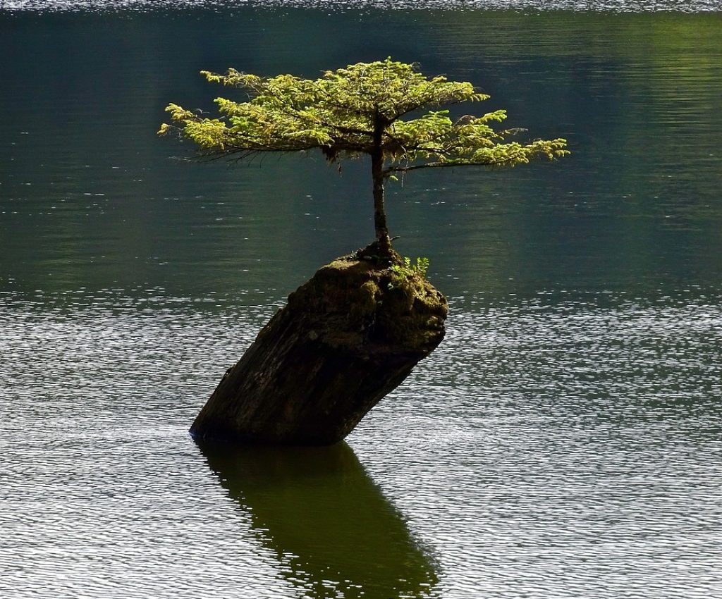 tree, isolated, bonsai-1648524.jpg